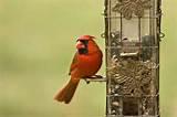 Cardinal Bird Feeder