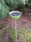 Bird Feeders Homemade Photos Bird Feeders Homemade Photos