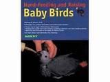 Hand Feeding Baby Birds Pictures