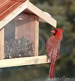 Photos of Cardinal Bird Feeder