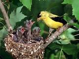 Photos of Feeding Baby Birds