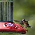 Bird Feeders Homemade Photos Bird Feeders Homemade Photos