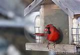 Cardinal Bird Feeder Photos