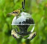 Bird Feeders Homemade Pictures Bird Feeders Homemade Pictures