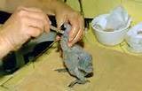Hand Feeding Baby Birds Images