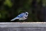 Photos of Blue Bird Feeder