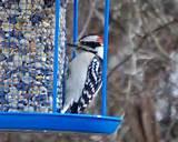 Feed Wild Birds Feed Wild Birds