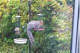 Squirrel Proof Bird Feeder Pictures