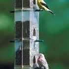 Photos of Feed Wild Birds Photos of Feed Wild Birds