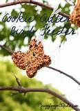 Pictures of Bird Feeders For Kids To Make Pictures of Bird Feeders For Kids To Make