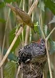 Feed Wild Birds Photos Feed Wild Birds Photos