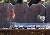 Feed Wild Birds Images Feed Wild Birds Images