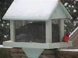 Best Bird Feeders Pictures Best Bird Feeders Pictures