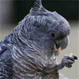 Images of Feed Wild Birds Images of Feed Wild Birds