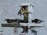 Pictures of Feed Wild Birds Pictures of Feed Wild Birds