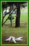 Images of Feed Wild Birds Images of Feed Wild Birds