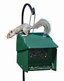 Squirrel Proof Bird Feeder Photos Squirrel Proof Bird Feeder Photos
