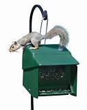 Squirrel Proof Bird Feeder Photos