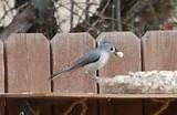 Feed Wild Birds Photos Feed Wild Birds Photos