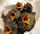 Feed Wild Birds Feed Wild Birds