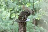 Best Bird Feeders Photos Best Bird Feeders Photos