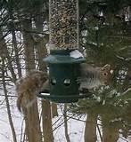 Squirrel Proof Bird Feeder
