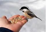 Feed Wild Birds Feed Wild Birds