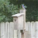Images of Best Bird Feeders Images of Best Bird Feeders
