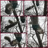 Photos of Bird Feeders Squirrel Proof