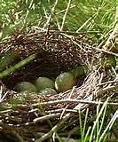 Images of Types Of Bird Feeders