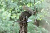 Types Of Bird Feeders Pictures Types Of Bird Feeders Pictures