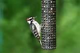 Photos of Types Of Bird Feeders