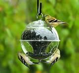 Types Of Bird Feeders Photos