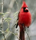 Types Of Bird Feeders Pictures Types Of Bird Feeders Pictures
