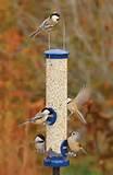 Types Of Bird Feeders Images