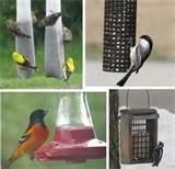 Types Of Bird Feeders Images