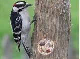 Photos of Small Bird Feeder