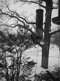 Garden Bird Feeder Images Garden Bird Feeder Images