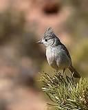 Small Bird Feeder Photos