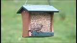 Small Bird Feeder Pictures