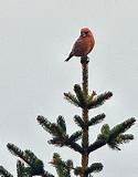 Photos of Pine Cone Bird Feeders