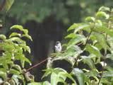 Bird Feeder Camera Photos