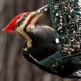 Photos of Building Bird Feeders