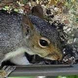 Photos of Squirrel Bird Feeders