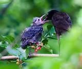 Pictures of Feeding Baby Bird