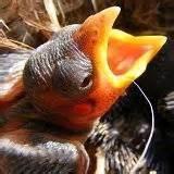 Photos of Feeding Baby Bird Photos of Feeding Baby Bird