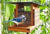 Photos of Building Bird Feeders Photos of Building Bird Feeders