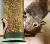 Images of Squirrel Bird Feeders Images of Squirrel Bird Feeders