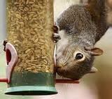 Images of Squirrel Bird Feeders