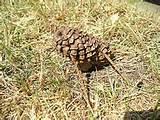 Pictures of Pine Cone Bird Feeders